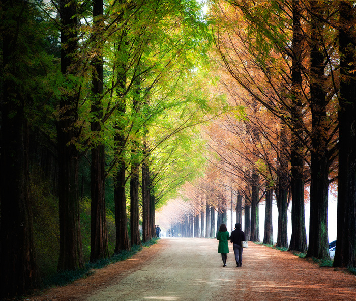 영산강 자전거길 메타세쿼이아 유채꽃